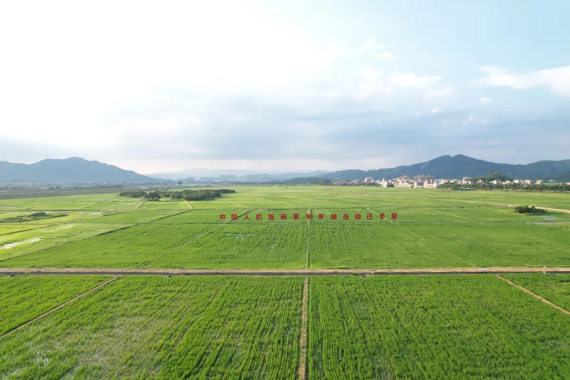 鳌头镇万亩良田示范区打造的“双高”水田，高标准农田，全域土地综合整治，耕地保护规划