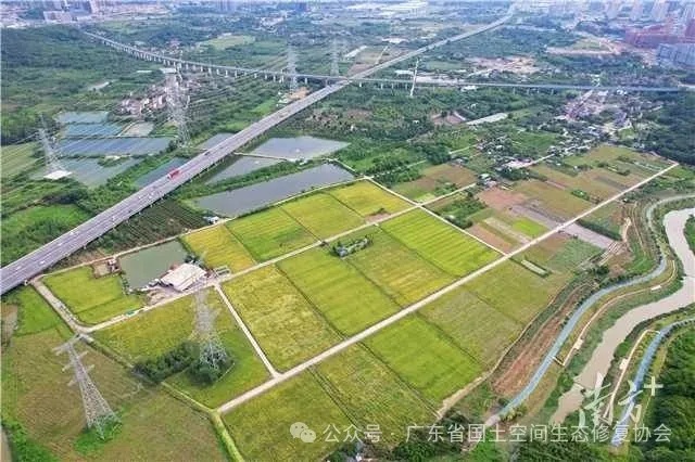 全域土地综合整治，广州市黄埔区统筹腾挪全区零散耕地，让良田回归粮田。