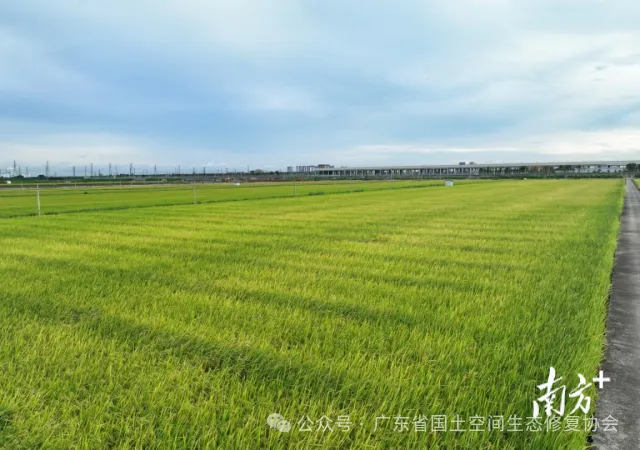 南沙全域土地综合整治1