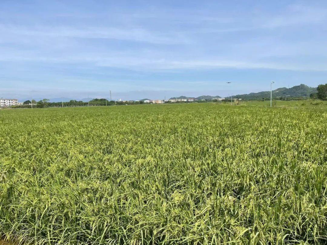 全域土地综合整治，揭阳全域土地综合整治2