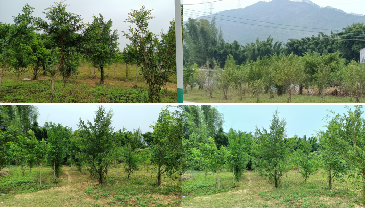 全域土地综合政治，汕尾陆丰全域土地综合整治4