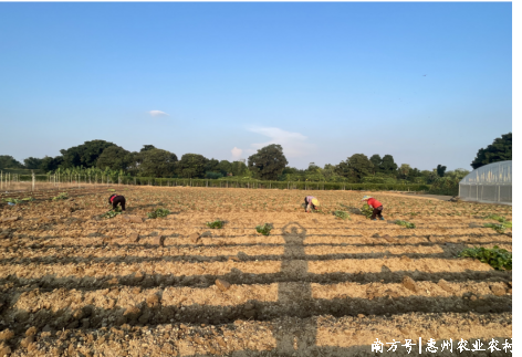 全域土地综合整治,惠东全域土地综合整治,白花镇全域土地综合整治,高埠村全域土地综合整治,广东全域土地综合整治2 全域土地综合整治,惠东全域土地综合整治,白花镇全域土地综合整治,高埠村全域土地综合整治,广东全域土地综合整治2