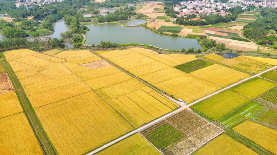 全域土地综合整治，湛江全域土地综合整治，广东全域土地综合整治2