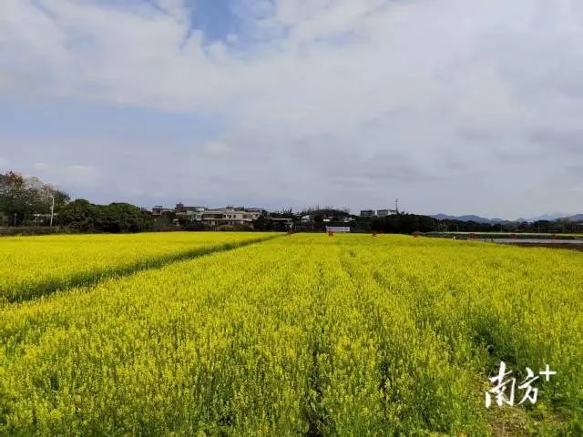 全域土地综合整治，兴宁全域土地综合整治，合水镇全域土地综合整治5