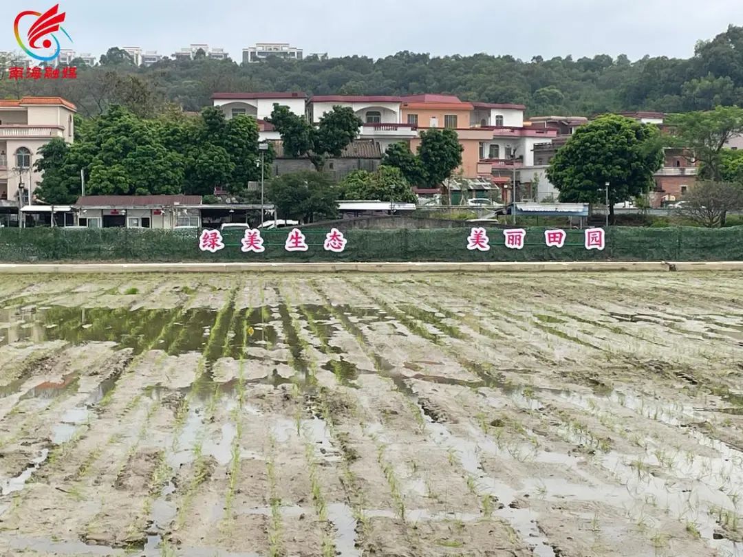 全域土地综合整治，南海全域土地综合整治2