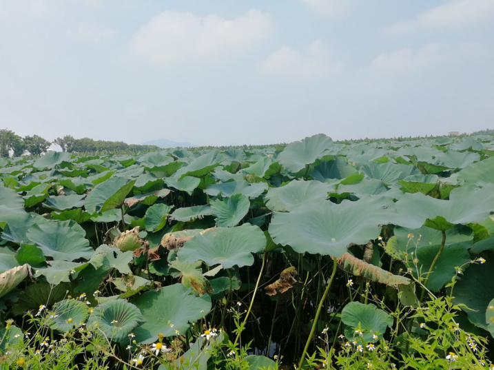 全域土地综合整治,广东全域土地综合整治,南沙全域土地综合整治3 全域土地综合整治,广东全域土地综合整治,南沙全域土地综合整治3