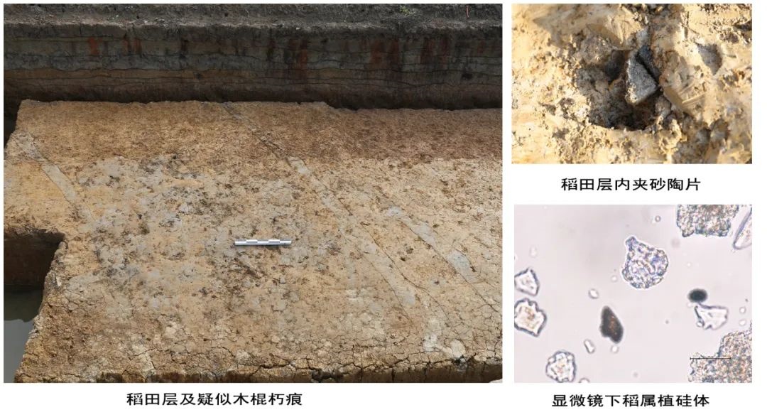 智慧博物馆,智慧考古,皇朝墩遗址早期稻田遗存及相关依据 智慧博物馆,智慧考古,皇朝墩遗址早期稻田遗存及相关依据