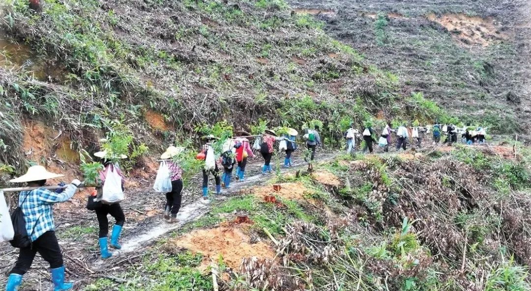 全域土地综合整治，广东全域土地综合整治，林改，广东林改2